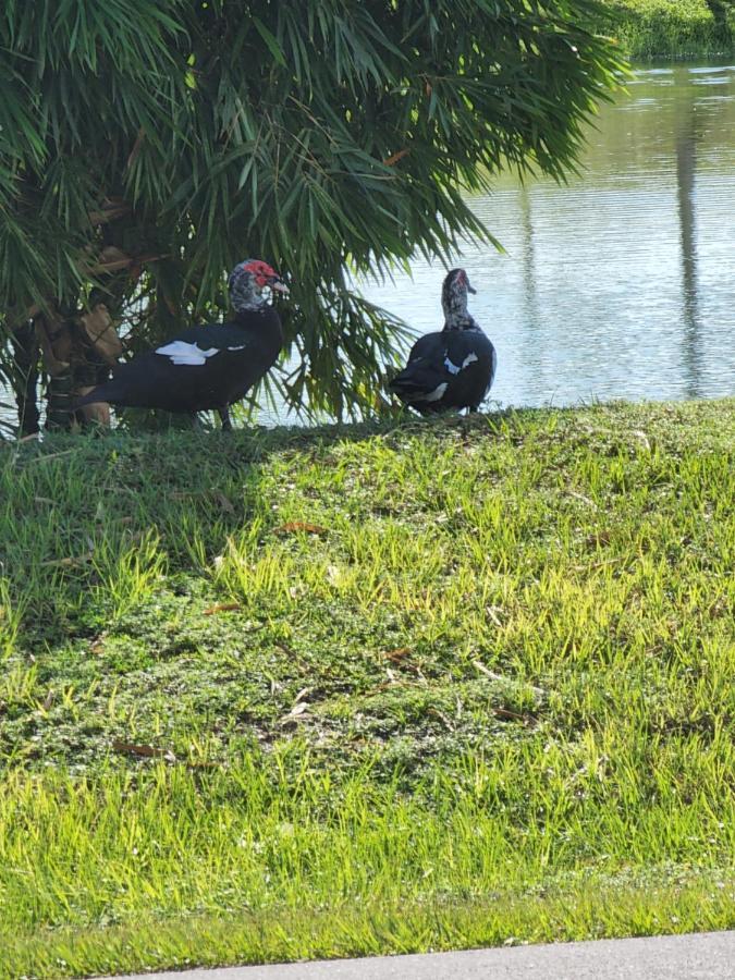 Hotel Quails Nest Cape Coral Exteriér fotografie